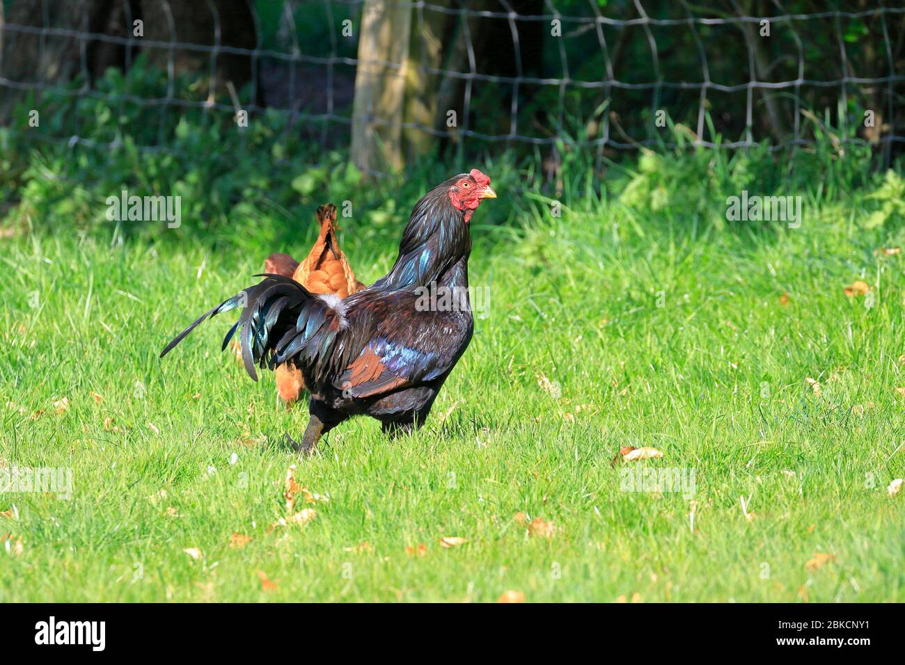 Cockerel and a hen in a field in West Yorkshire, England, UK. Stock Photo