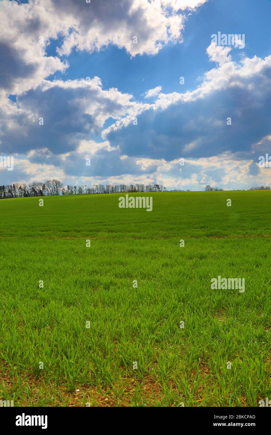 English green field with bright sunny sky and trees on horizon Stock Photo