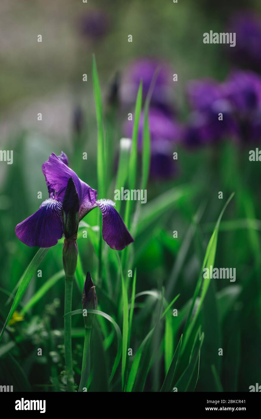 Beautiful purple Iris flower in the spring garden.  Selective focus. Stock Photo