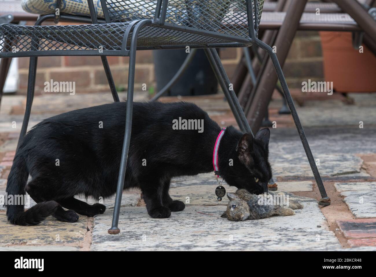Domestic Cat with Rabbit in mouth after it has just caught it Stock ...