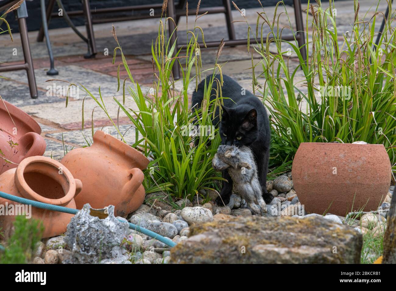 Domestic Cat with Rabbit in mouth after it has just caught it Stock ...