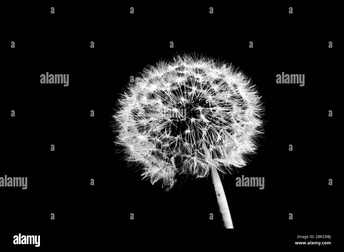 A very simple photograph of a dandelion clock Stock Photo Alamy