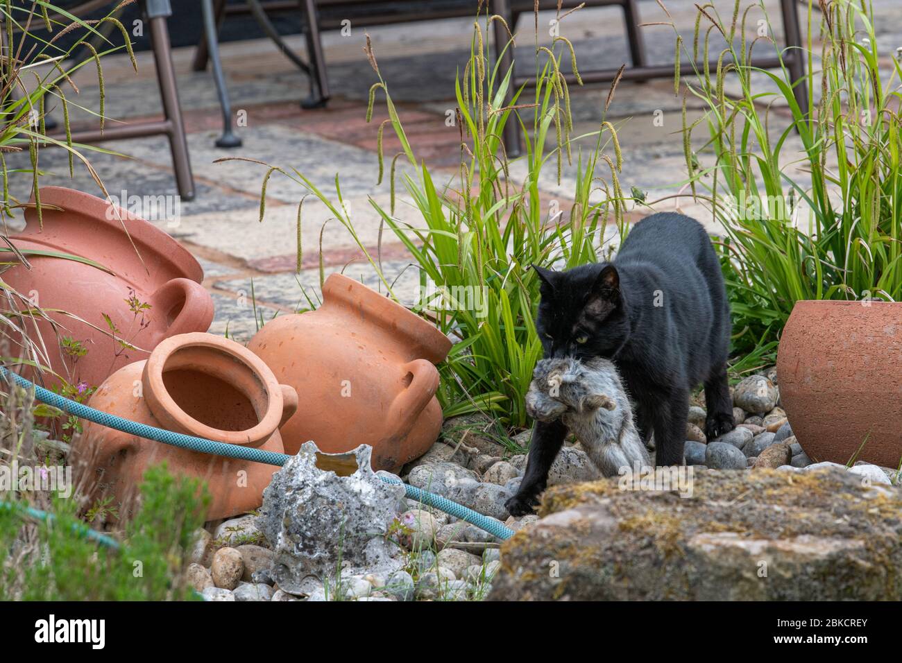 Rabbit and cat hi-res stock photography and images - Alamy