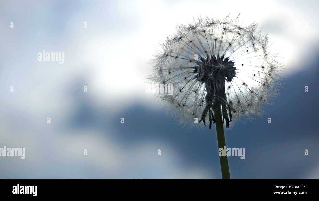 Dandelion fluff texture hi-res stock photography and images - Alamy
