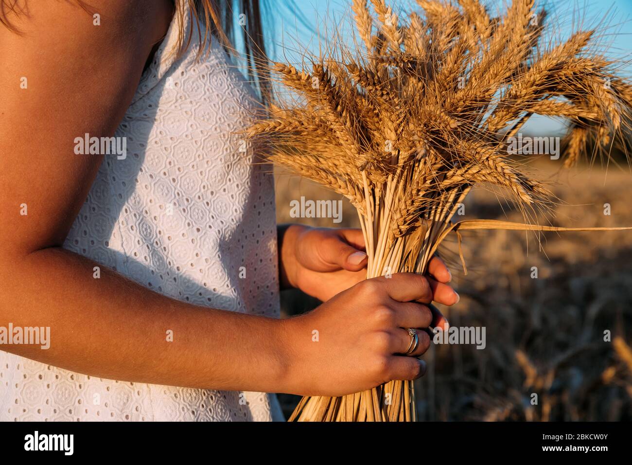 A bouquet of wheat spikelets in female hands, in white dress in wheat field. Bride on a walk in a wheat field. Wedding of husband and wife. Body parts Stock Photo