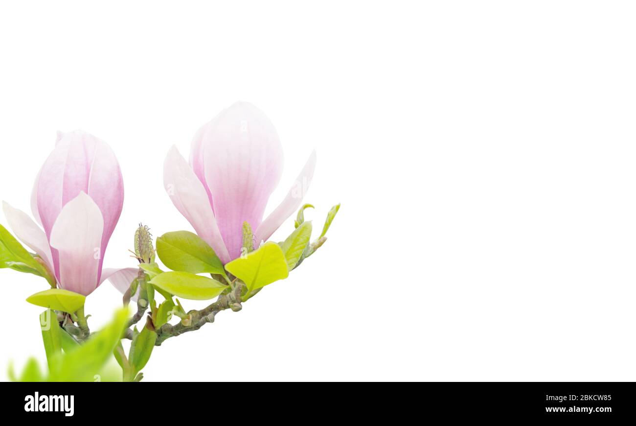 Pink magnolia liliiflora flowers in the corner isolated on white Stock Photo