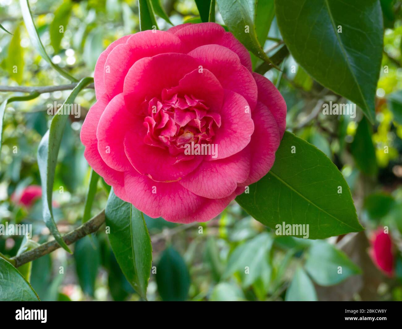 Pink camellia anemone or elegans form cultivar plant in the garden. Japanese tsubaki flower. Rose of winter. Stock Photo