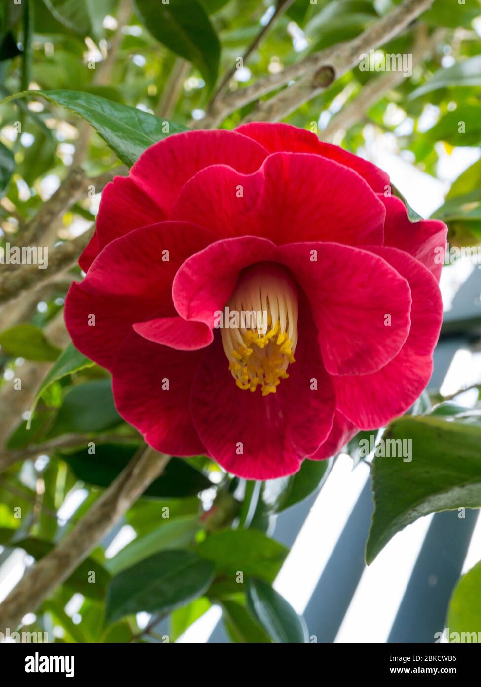 Red camellia semi-double form cultivar plant in the garden. Japanese tsubaki flower. Rose of winter. Stock Photo