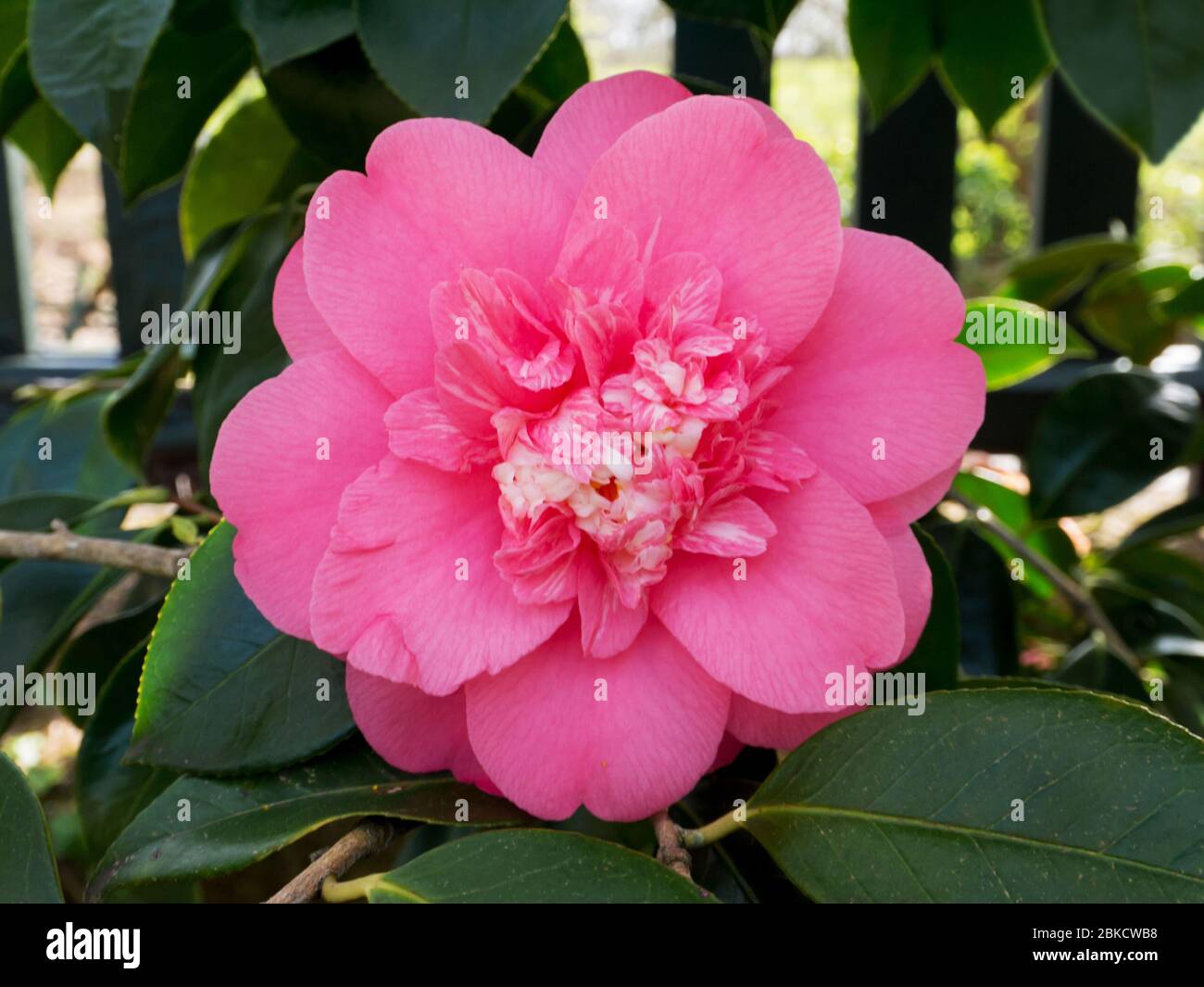 Pale pink camellia anemone or elegans form cultivar plant in the garden. Japanese tsubaki flower. Rose of winter. Stock Photo