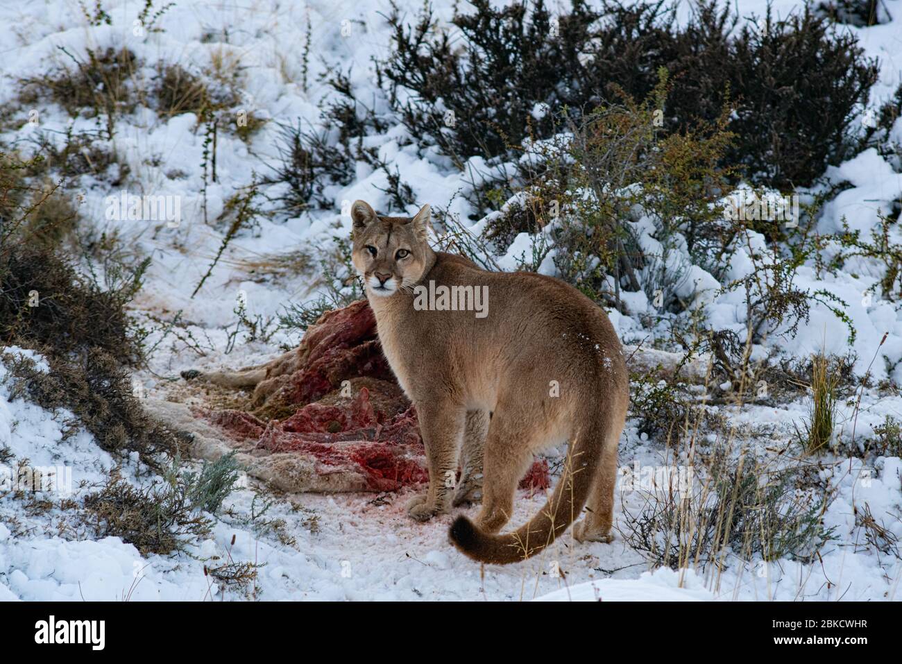 puma in the wild in Torres del paine National Park, approaching the body of  a dead guanaco to feed, during the winter surrounded by snow Stock Photo -  Alamy