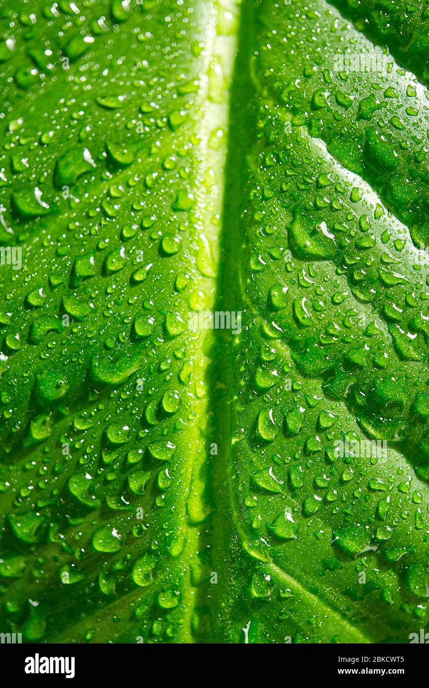 Houseplant - Spathiphyllum floribundum - Peace Lily. Water droplets on the green leaves. Water drops on leaves of a Spathiphyllum macro Stock Photo