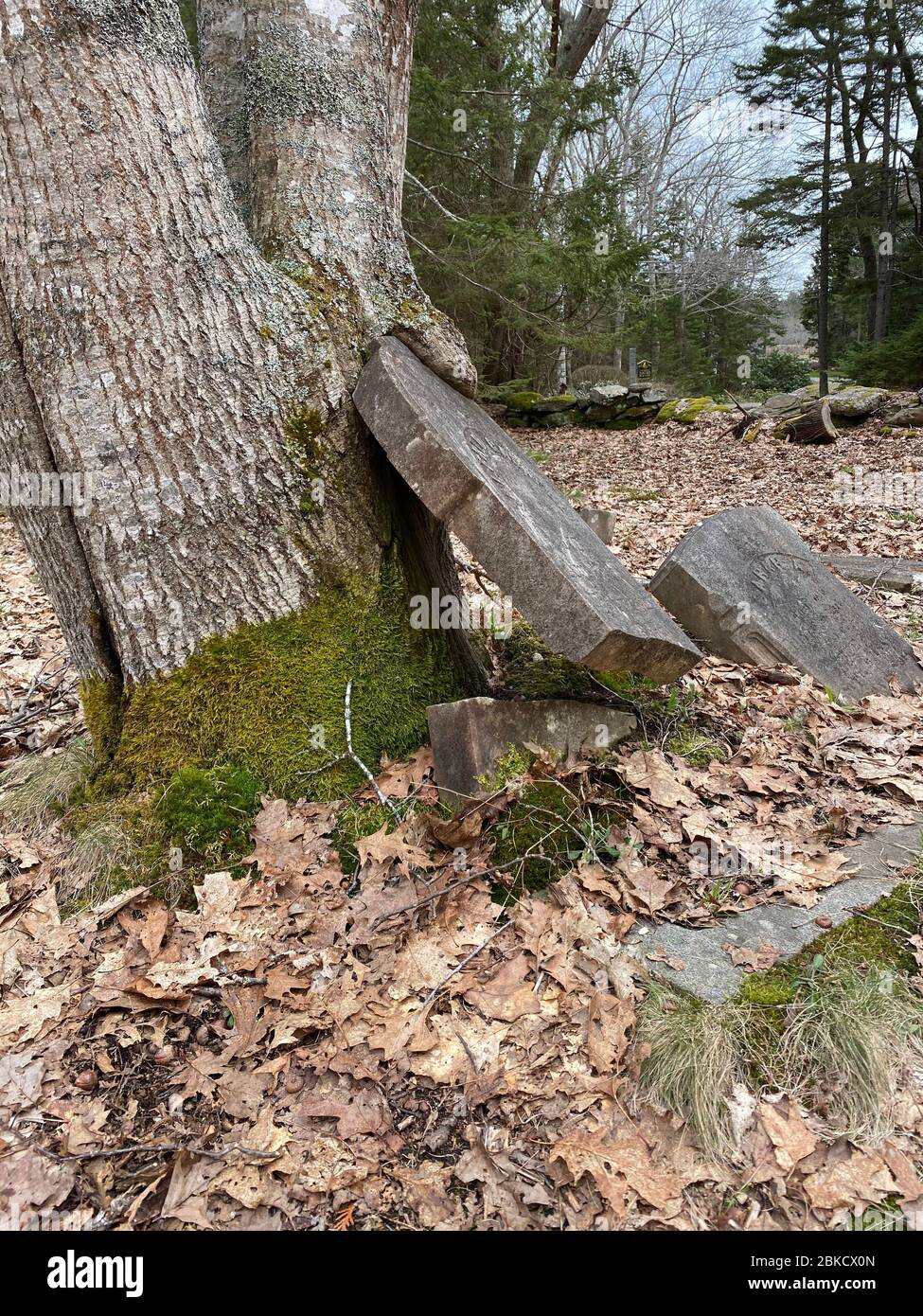 This photo, taken April 28, 2020, shows a tombstone in an old cemetery on Barter’s Island in Maine, in the Porter Preserve. The tree has “grabbed” part of the tombstone that dates to the 1800s and exerted so much pressure as it has grown that it split the tombstone, leaving the base in the ground and the top “hanging” in mid air. Stock Photo