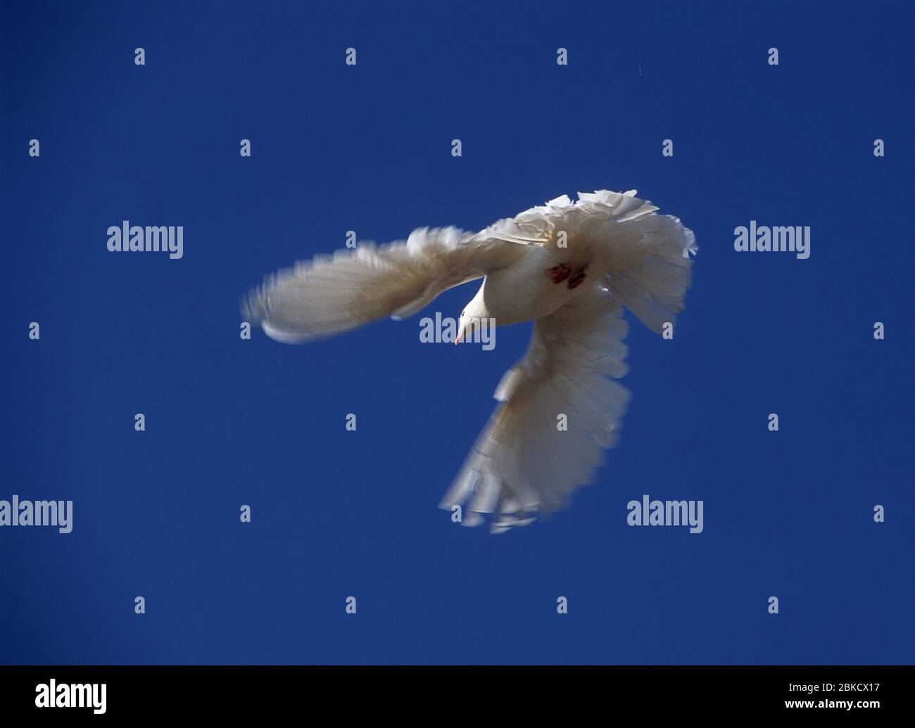White bird dove pigeon hi-res stock photography and images - Alamy