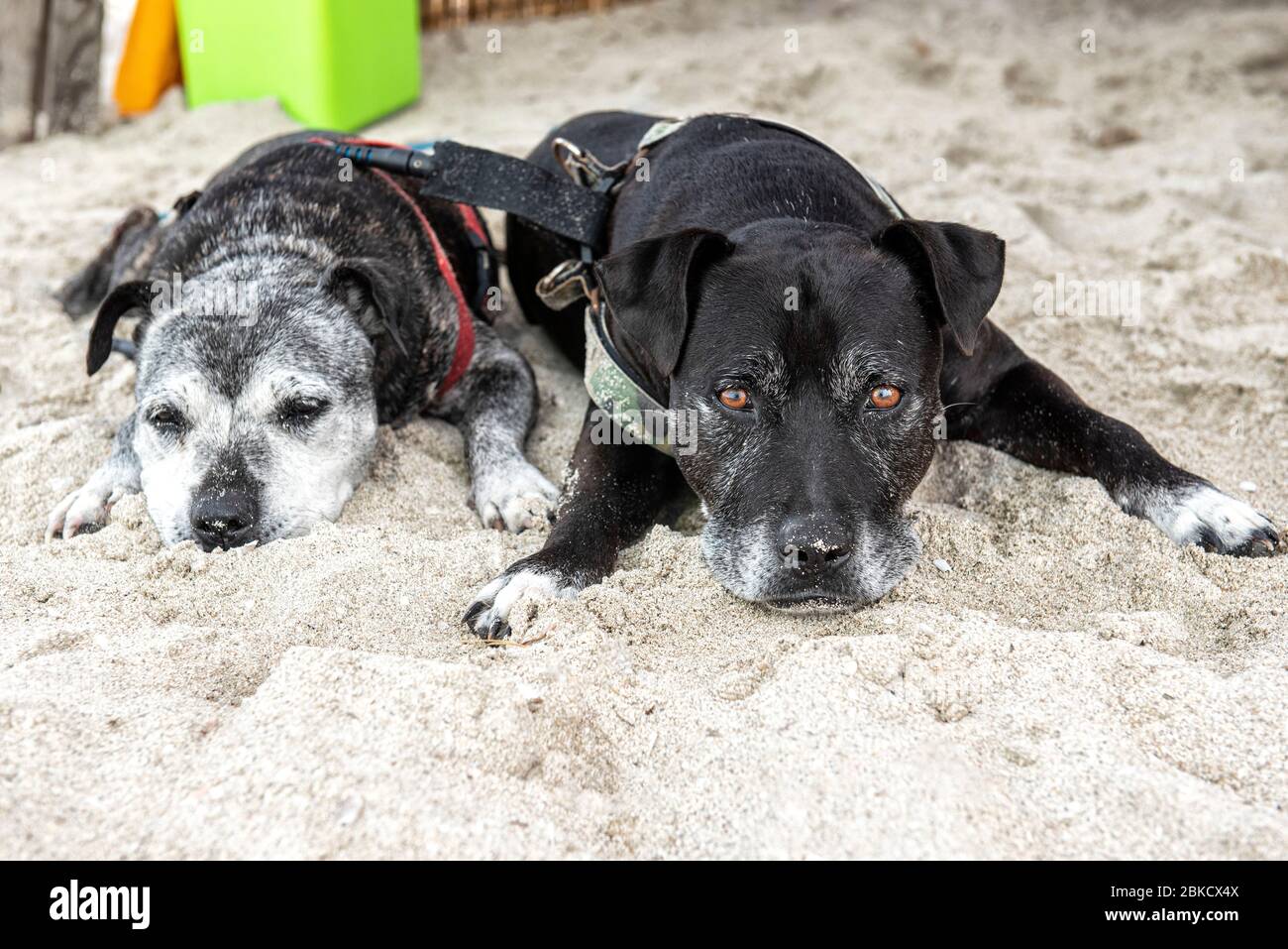 Ses Illetes Beach, Formentera, Balearic Islands, Spain. Two dogs are resting tenderly on the golden beach Stock Photo