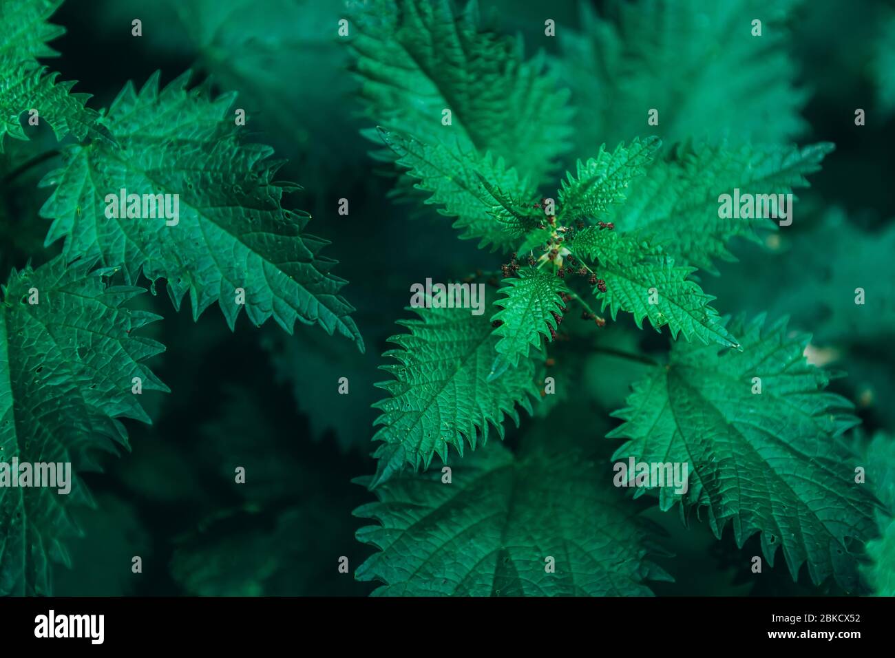 Burning nettle hires stock photography and images Alamy