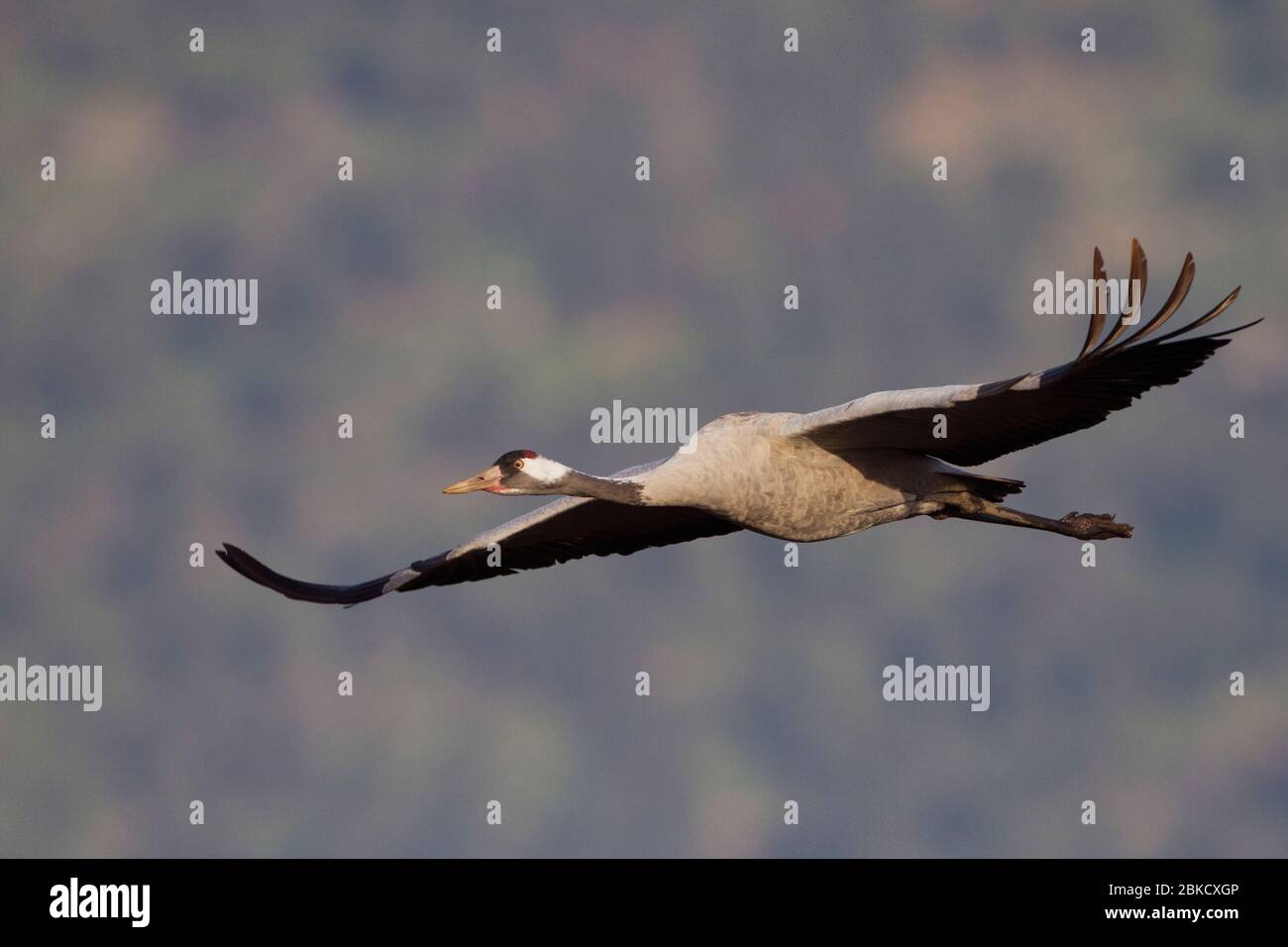 Common-Crane - Eurasian crane  (Grus grus) Stock Photo