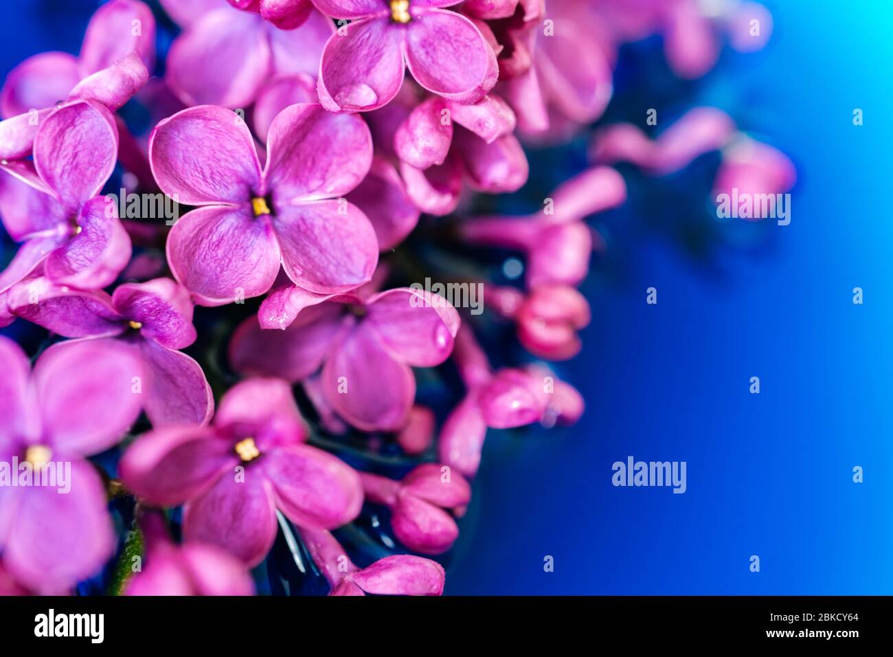 Lilac Flower Closeup On Dark Background Macro Lilac Branch In Dark Blue Water Bushes Flowers In Low Key Purple Spring Blossom Of Syringa Beautiful Stock Photo Alamy
