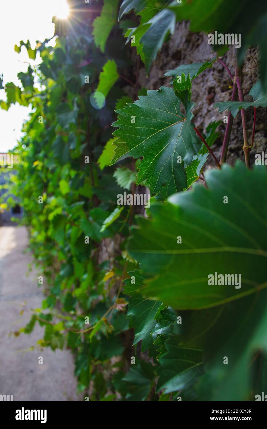 Green leaves growing on stone wall in Croatia Stock Photo