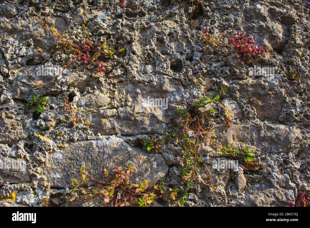 green wild plants are growing on old stone wall Stock Photo - Alamy