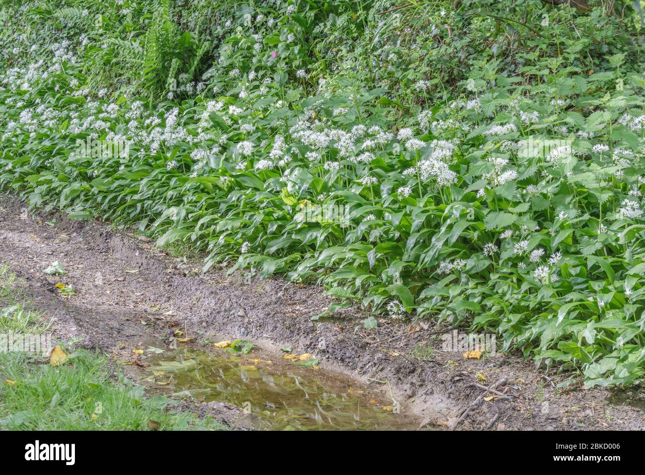 Leaves White Flowers Of Ramsons Wild Garlic Allium Ursinum Growing In A Quiet Country Lane A Foraged Edible Former Medicinal Wild Plant Stock Photo Alamy