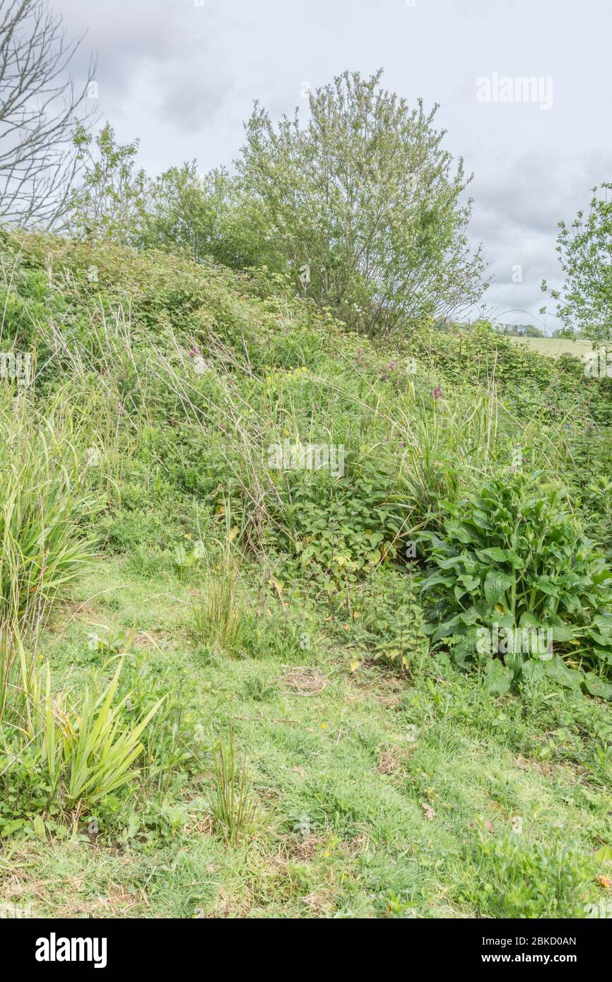 Mass of weeds which have overtaken a patch of waste ground. Metaphor overwhelmed, engulfed by weeds, weeds out of control. Stock Photo