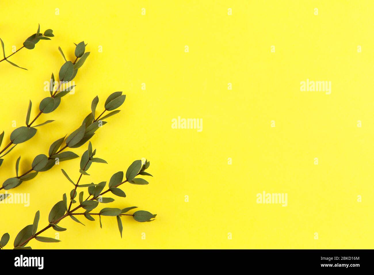 Sprigs of small eucalyptus Parvifolia on bright yellow background. Copy space, top view, flat lay. Eco concept, decoration by plants. Minimal style. H Stock Photo