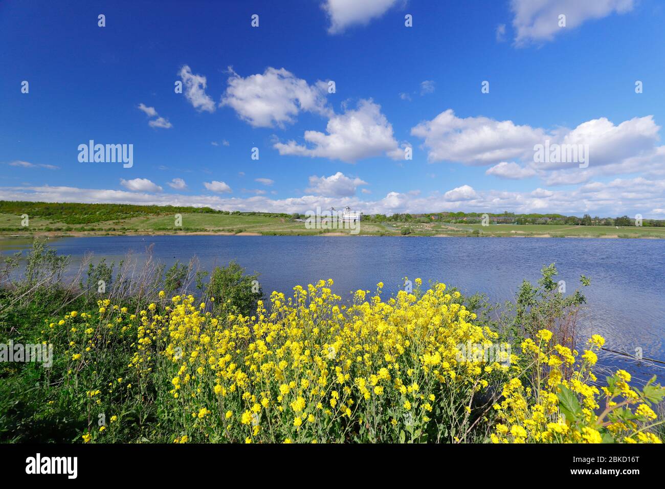 RSPB St aidan's Country Park in Swillington,Leeds. The home of 'Oddball