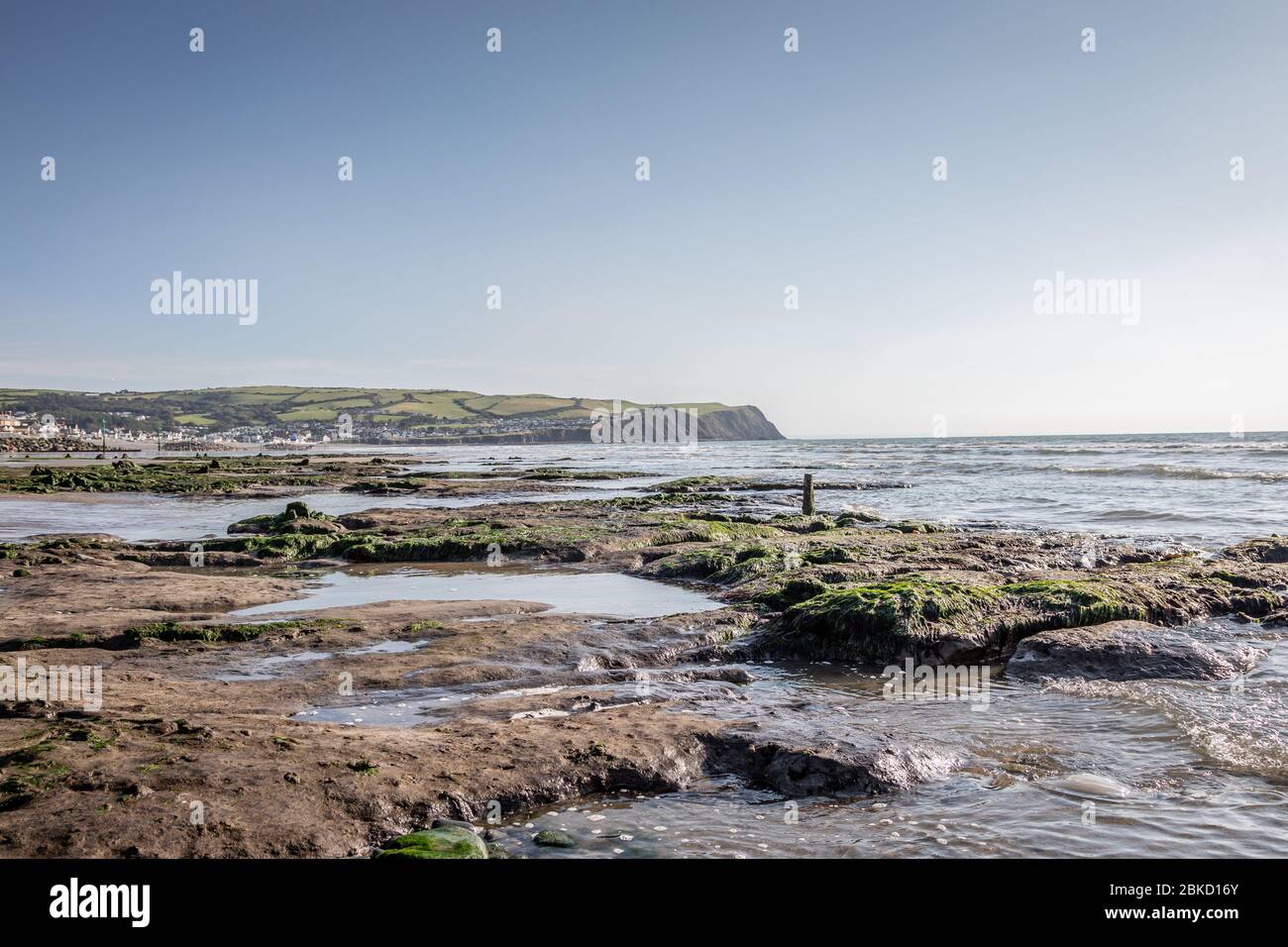 Forest dating to 4500 BC revealed on Borth beach, Ceredigion, Wales, UK Stock Photo