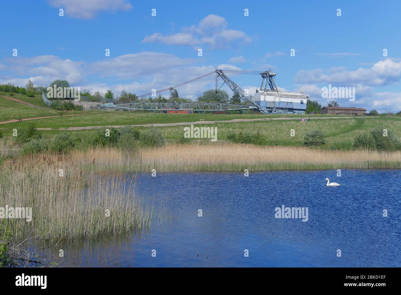 A Mute Swan swims by 'Oddball' a preserved walking dragline at RSPB St Aidan's in Swillington