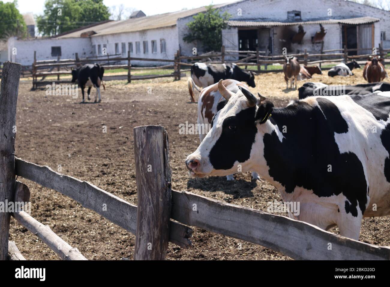 Cows dairy farm outdoors. Black and white cow close up Stock Photo - Alamy