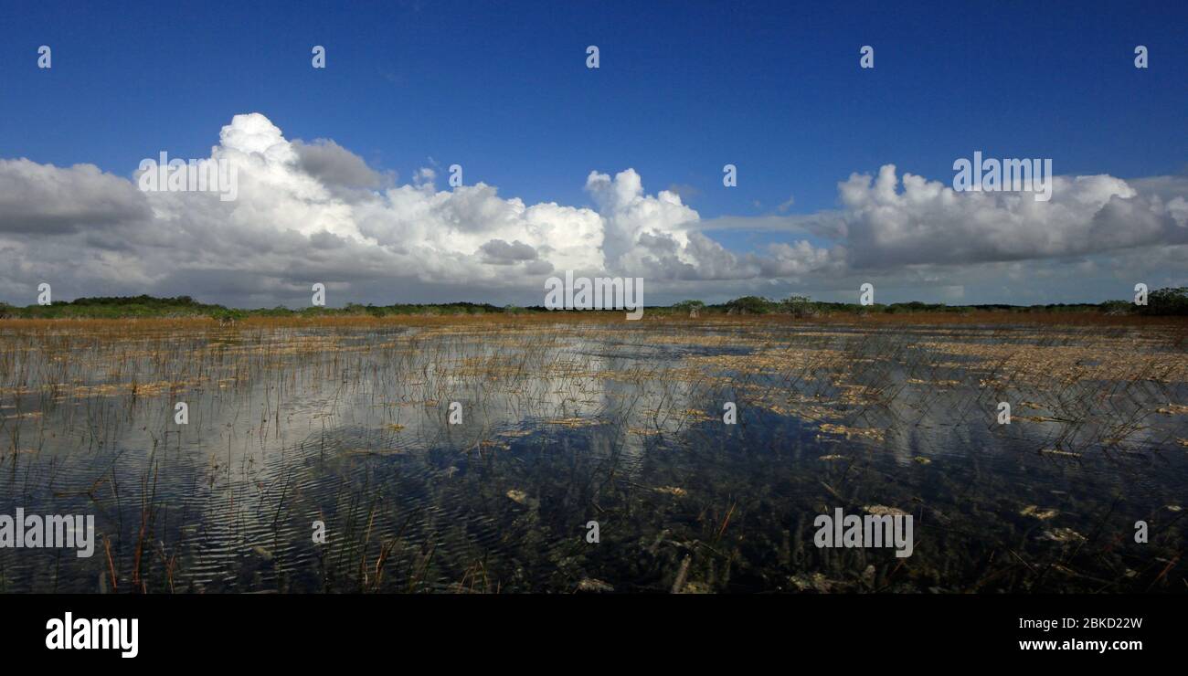 Red mangroves, reeds and periphyton of Nine Mile Pond in Everglades