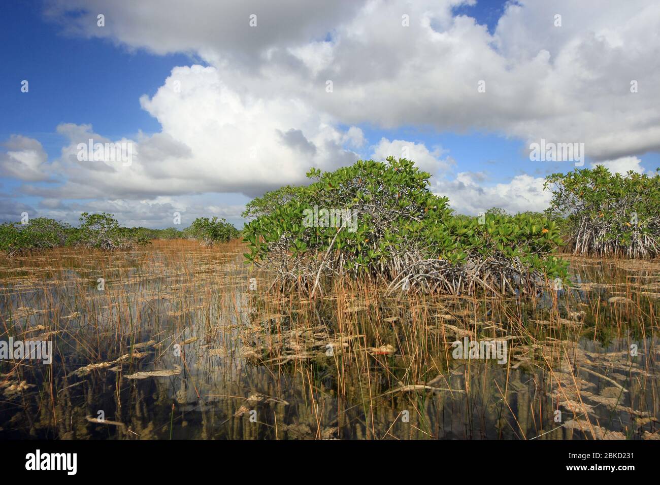 Red mangroves, reeds and periphyton of Nine Mile Pond in Everglades