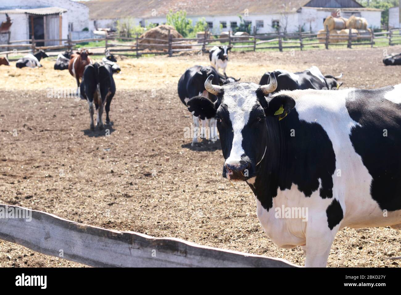 Cows dairy farm outdoors. Black and white cow in the foreground Stock ...