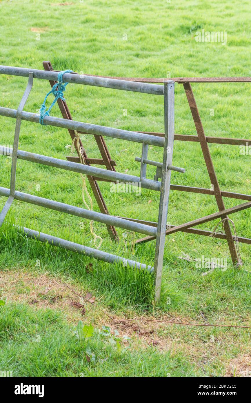 Galvanized & rusty metal farm gates lashed together. For lash-up, propped up, propping up economy, UK farming & agriculture, grass on other side. Stock Photo