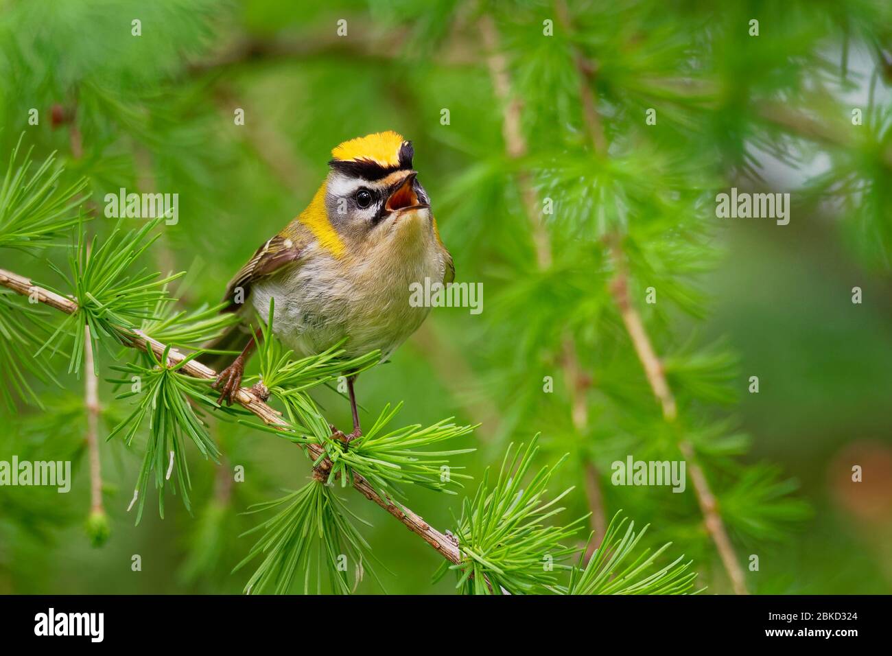 Firecrest - Regulus ignicapilla small forest bird with the yellow crest singing in the dark forest, sitting on the larch branch, very small passerine Stock Photo