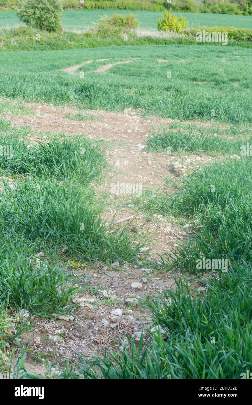 Bare patches of dry earth / stony soil in a wheat field (early season). Stock Photo