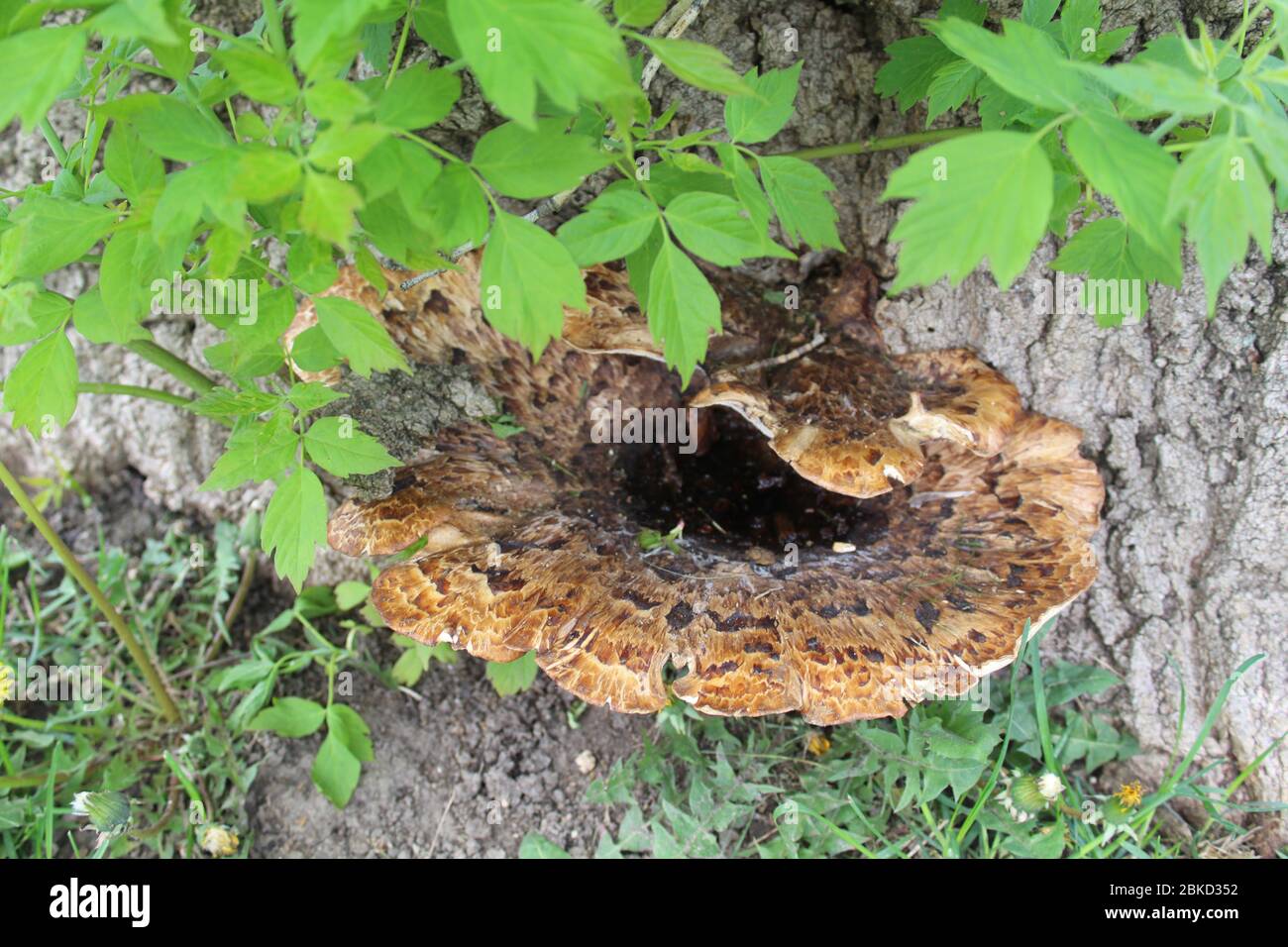Pheasant's back mushroom growing out of a box elder tree trunk in Morton Grove, Illinois Stock Photo