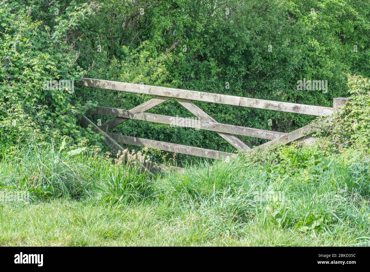 Large wooden farm gate with strengthening cross braces and engulfed by typical agricultural weeds and grasses. Metaphor  forgotten corner, barrier Stock Photo