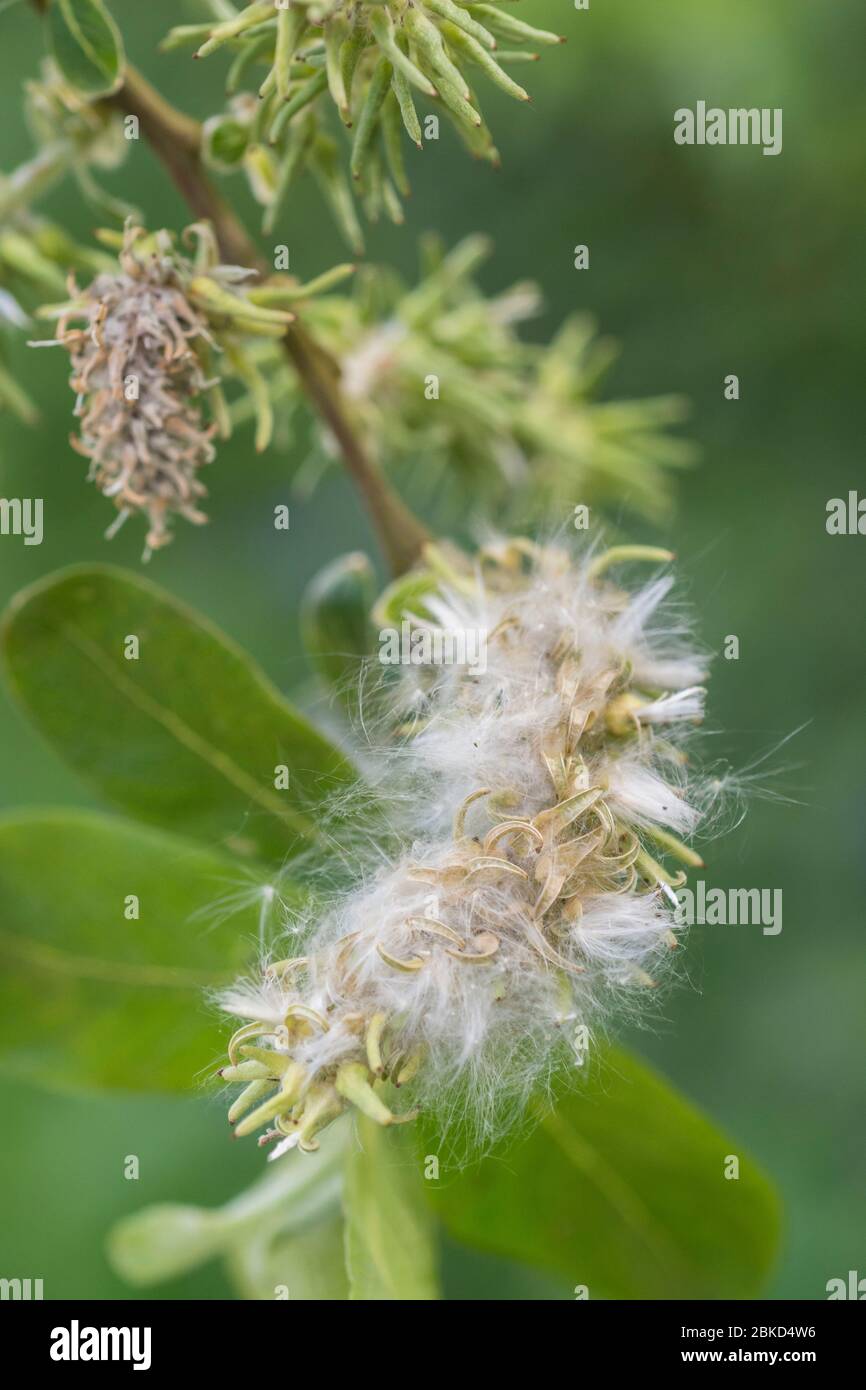 Fluffy female flower catkins of Goat Willow / Salix caprea which favours damp ground habitats. Medicinal Willow species once used in herbal remedies. Stock Photo