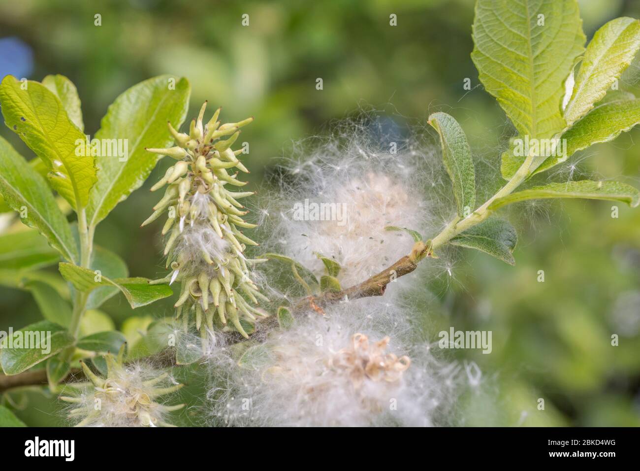 Fluffy female flower catkins of Goat Willow / Salix caprea which favours damp ground habitats. Medicinal Willow species once used in herbal remedies. Stock Photo