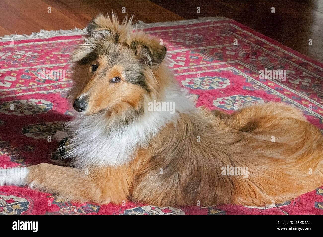 Beautifully well groomed rough coated black and sable female collie lying on the carpet in the lounge Stock Photo