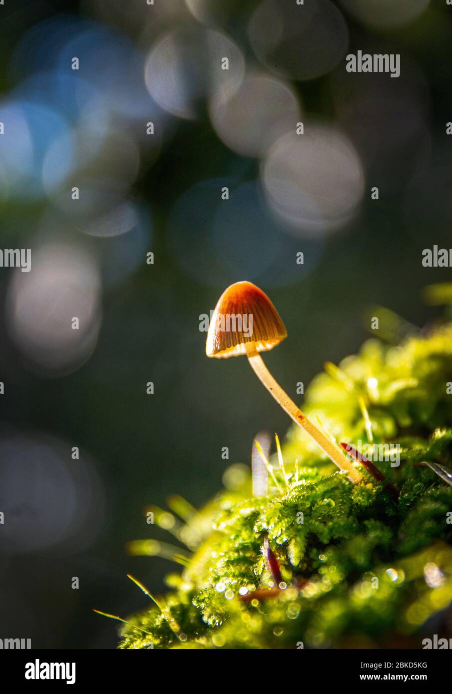 Wild mushrooms, Mount Tamalpais, California Stock Photo Alamy