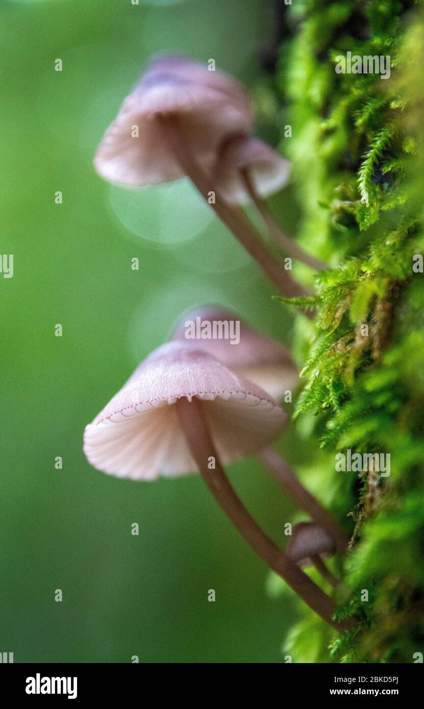 Wild mushrooms, Mount Tamalpais, California Stock Photo Alamy