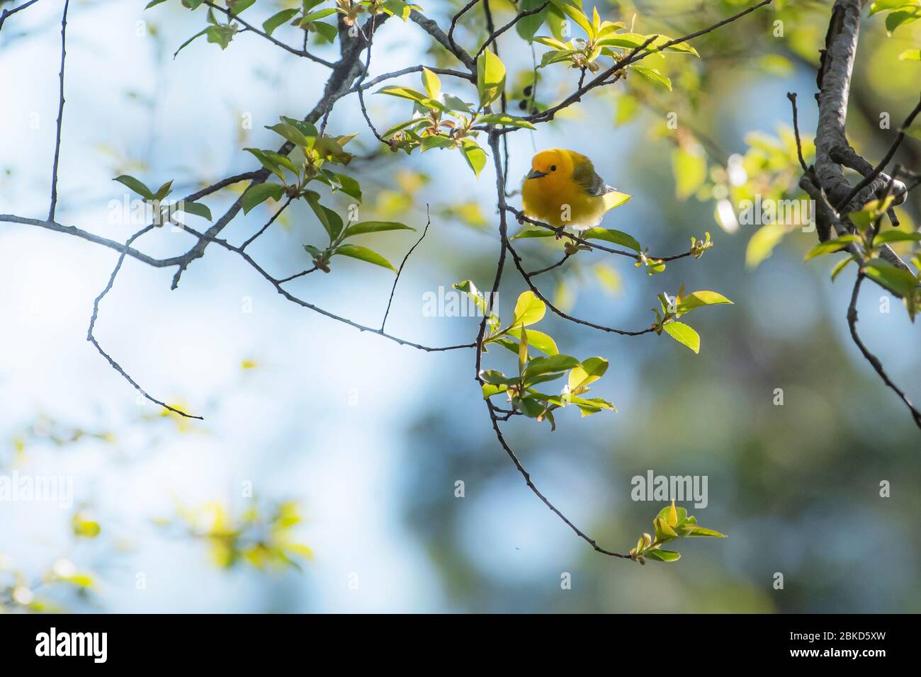 Prothonotary  warbler during spring migration Stock Photo