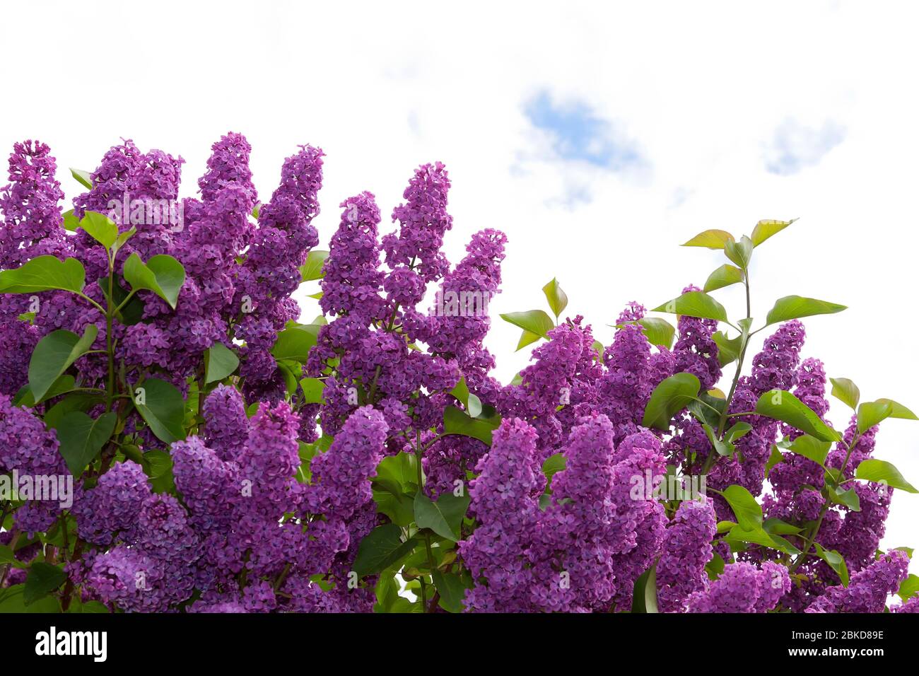 Flowering Syringa (lilac) Stock Photo