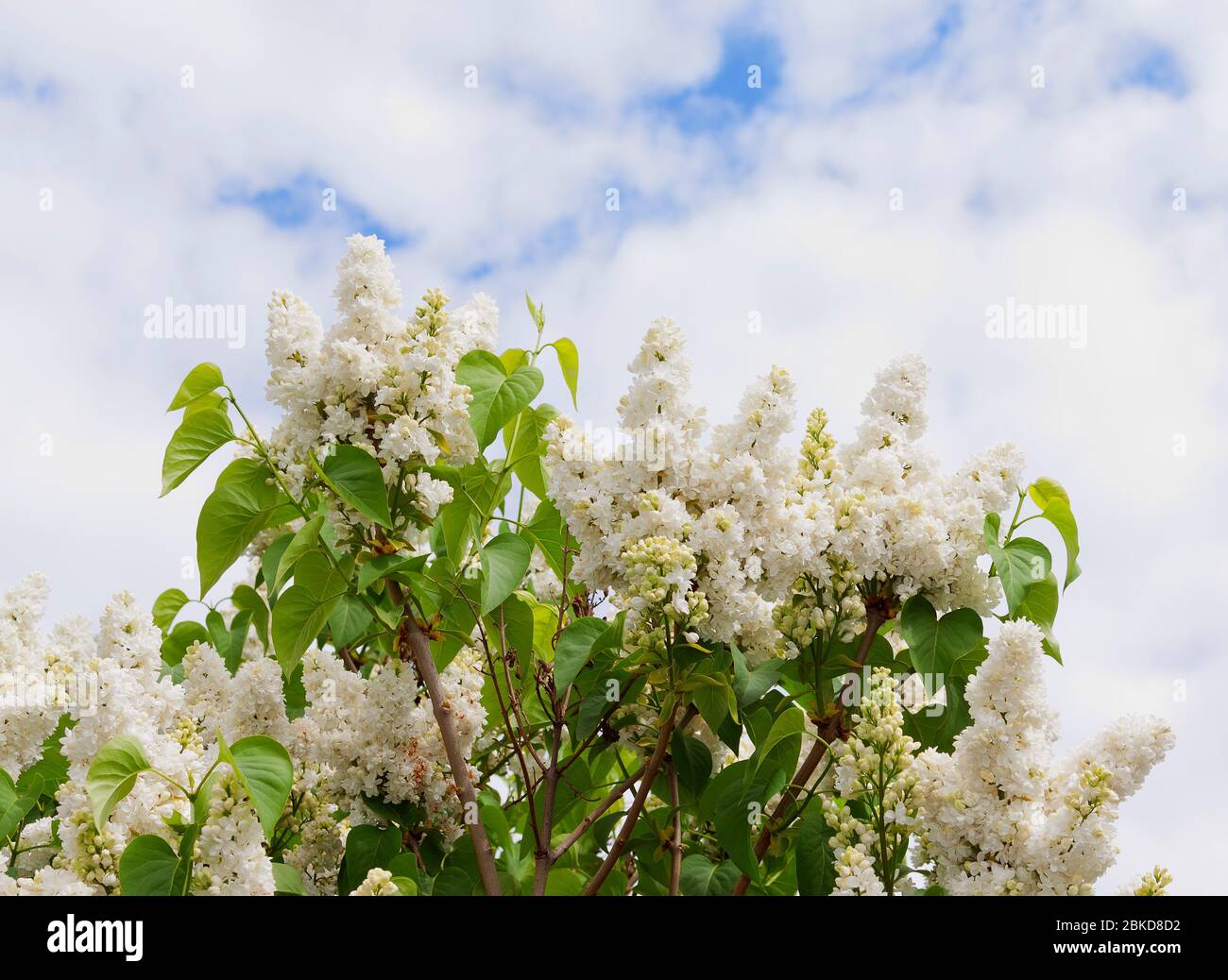 Flowering Syringa (lilac) Stock Photo