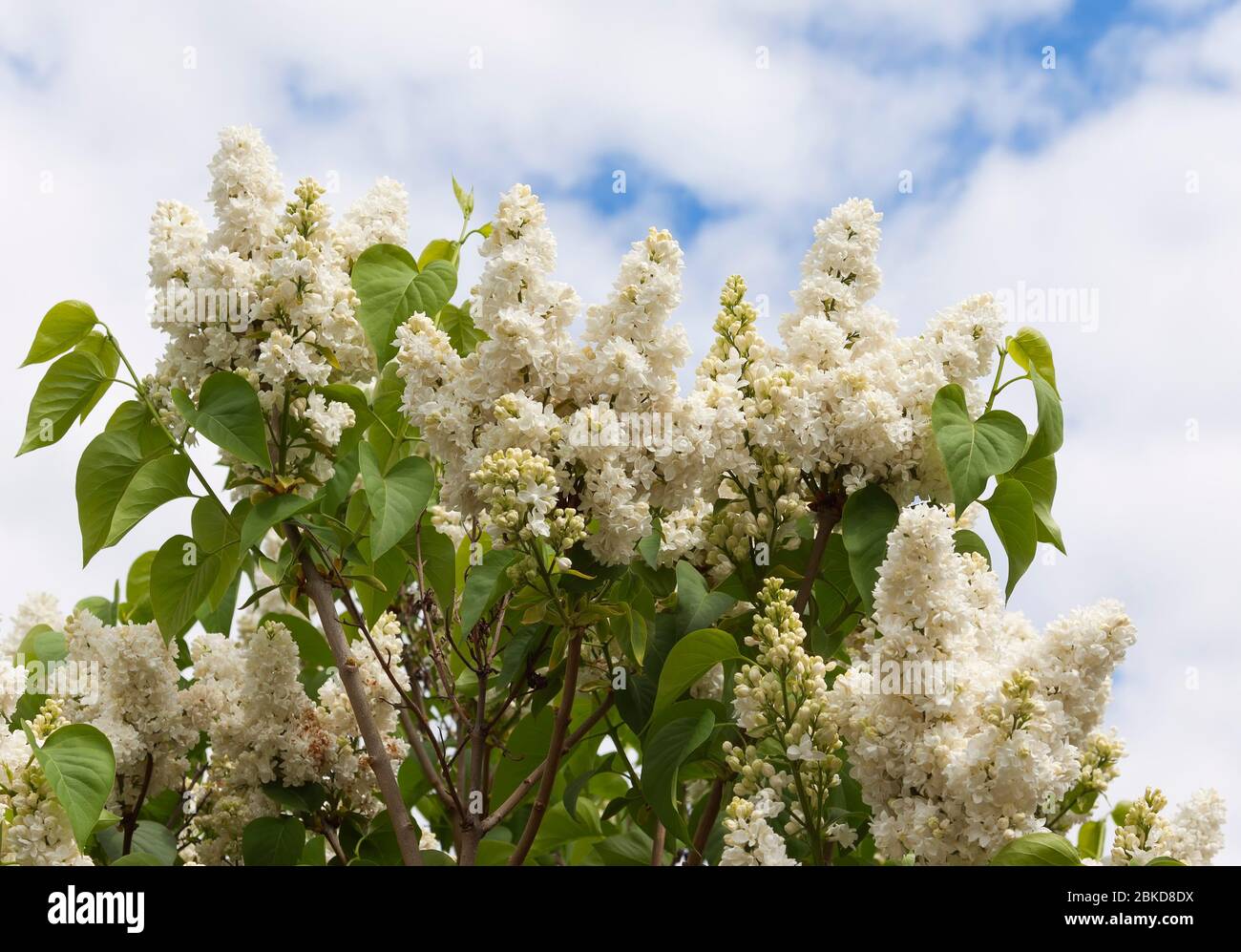 Flowering Syringa (lilac) Stock Photo