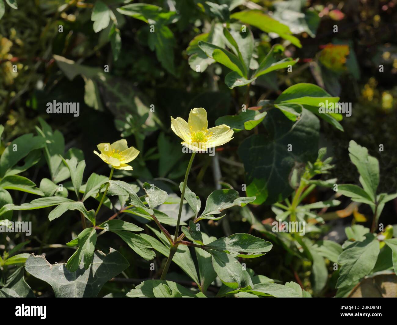 Pale Yellow Wood Anemone, Anemone ranunculoides x lipensis "Pallida
