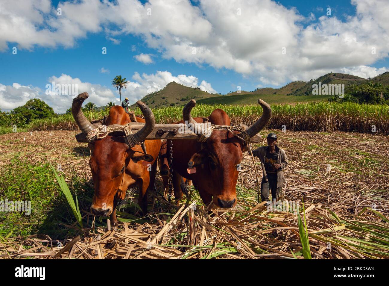 Sugarcane harvest in the Dominican Republic. The Haitian driver drives a Stick with a stimulus, a cart drawn by buffaloes. agricultural image Stock Photo