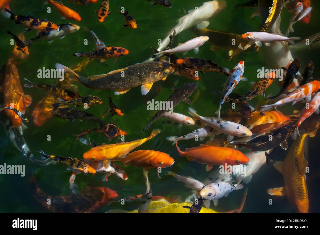 Mass of goldfish (Carassius auratus) Stock Photo